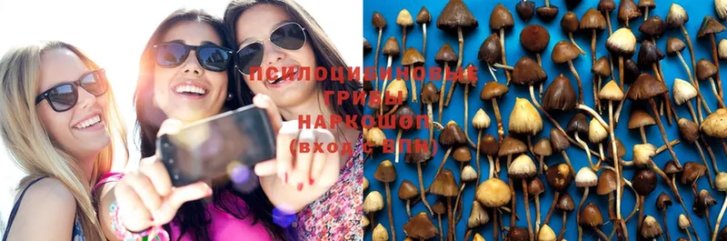 наркотики  Чекалин  Псилоцибиновые грибы Psilocybe 